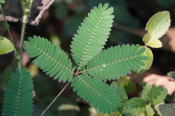 A close-up of the leaves of a Mimosa pudica plant, also known as the sensitive plant, touch-me-not, or shameplant