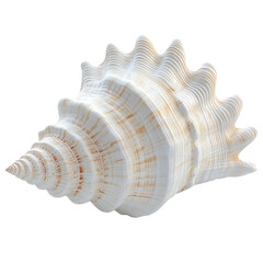 3D render of a seashell in a minimalist style, transparent background, png format.