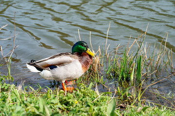 Vibrant Mallard Duck by a Serene Pond