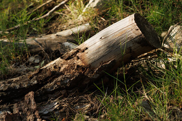 Tronco de pino cortado por el hombre pudriendose en el sotobosque, Alcoy, España