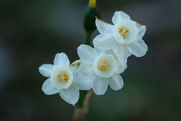 Tres flores de Narcissus papyraceus en la sombra, Alcoy, España	
