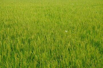 The paddy field with growing crops on the rice plants