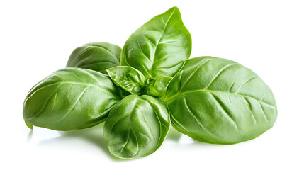 Fototapeta premium Fresh green basil leaves isolated on white