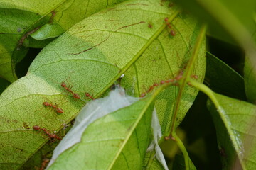 Asian weaver ants are constructed nests between the green leaves