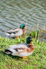 Pair of Mallard Ducks by a Tranquil Pond