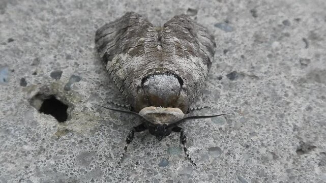 Goat moth, Cossus cossus on grey stone and water drops on rainy weather - close-up with zoom out. Topics: rain, animal, macro, nature, butterfly, fauna, details