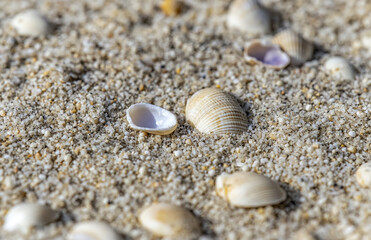 Seashells on beach sand background summer vacation travel nature ocean coast sea shells coastal marine life