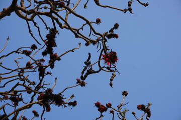 The branch of Erythrina variegata commonly known as Indian coral tree is full with its red flowers