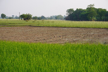 Grey-headed Lapwings are on the wetland beside the paddy field