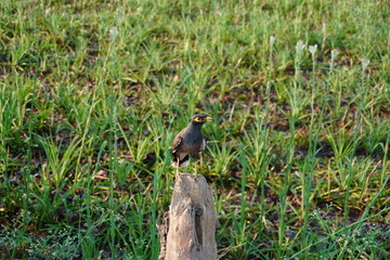 A Common myna is perched on a wooden post on the grassy field