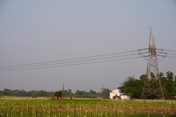 An electricity pylon is in the middle of the field of flowers