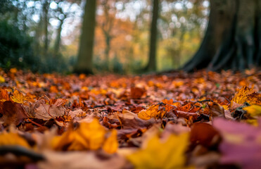 Autumn leaves on ground forest landscape nature fall season scenic woodland foliage outdoor october november