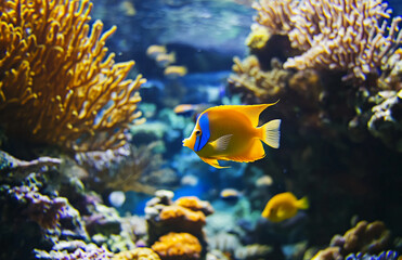 Explore the colorful coral reef aquarium with vibrant fish and underwater marine life photography scene today