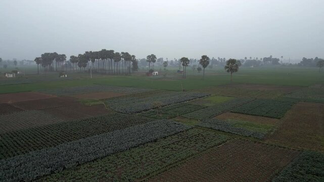 Aerial view of plantation fields near Bodhgaya, Bihar, India. 