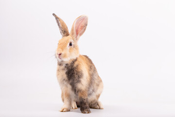Adorable Pet Rabbit, Cute Fluffy, White Mammal with Large Ears on Background, Showcasing Its Small, Furry, Domestic Nature, Perfect for Easter Celebrations and Farm Enthusiasts