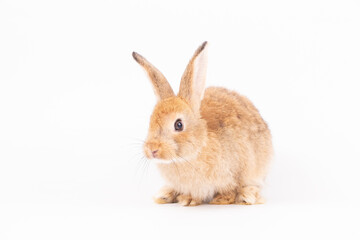 Adorable Pet Rabbit, Cute Fluffy, White Mammal with Large Ears on Background, Showcasing Its Small, Furry, Domestic Nature, Perfect for Easter Celebrations and Farm Enthusiasts