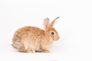 Adorable Pet Rabbit, Cute Fluffy, White Mammal with Large Ears on Background, Showcasing Its Small, Furry, Domestic Nature, Perfect for Easter Celebrations and Farm Enthusiasts