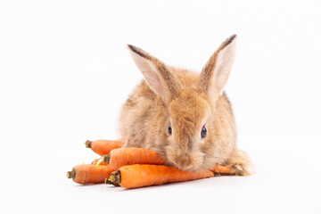 Adorable Pet Rabbit, Cute Fluffy, White Mammal with Large Ears on Background, Showcasing Its Small, Furry, Domestic Nature, Perfect for Easter Celebrations and Farm Enthusiasts
