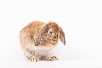 Adorable Pet Rabbit, Cute Fluffy, White Mammal with Large Ears on Background, Showcasing Its Small, Furry, Domestic Nature, Perfect for Easter Celebrations and Farm Enthusiasts