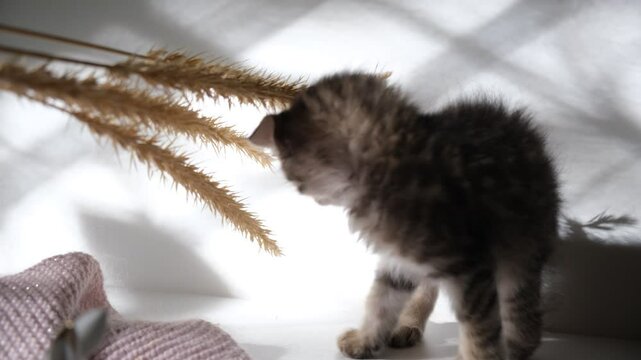 Little kitten, cat playing with dry flowers. Cute tabby cat is taking a bite out of flowers. Playful mixed breed cat. Humor - Powered by Adobe