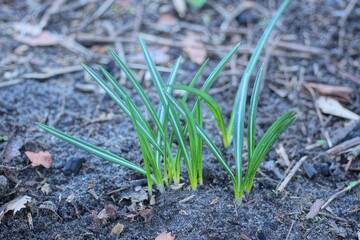 green shoots of long leaves of plants in grey soil in spring garden