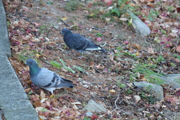 Image of pigeons searching for food on the Daecheongcheon trail
