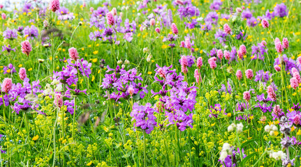 Summer feld of wild flowers