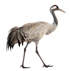 Obraz premium crane png, transparent background