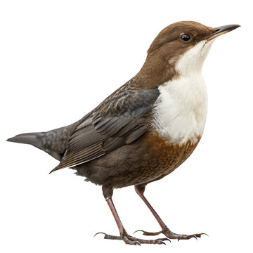 dipper png, transparent background