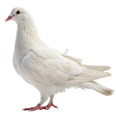 Obraz premium dove png, transparent background