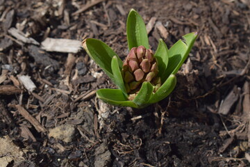 Hyacinth bulb in the soil