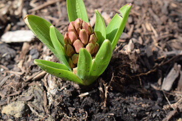 green hyacinth sprout in the ground