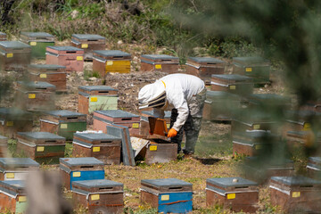 Apiarist taking care of beehives