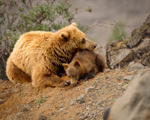 Mama Bear