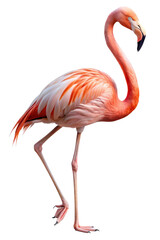 Obraz premium flamingo png, transparent background
