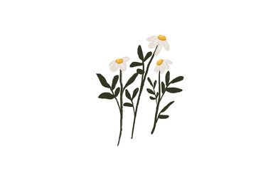 Hand painted daisies botanical floral digital art png for download 