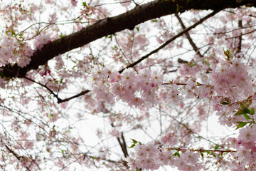 Prunus × subhirtella (winter-flowering cherry, spring cherry, rosebud cherry) a hybrid flower between Prunus itosakura (edohigan) and Prunus incisa (Mamezakura)