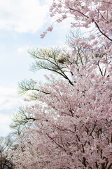 Prunus × subhirtella (winter-flowering cherry, spring cherry, rosebud cherry) a hybrid flower...
