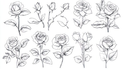 Elegant Line Art Rose Collection: A Series of Exquisite Botanical Drawings