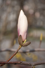 Magnolia Bud Before Blooming in Spring