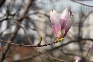 Pink and White Magnolia Flower Blooming in Urban Park