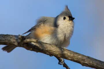 Close up shot of tufted titmouse bird on the tree branch in winter time