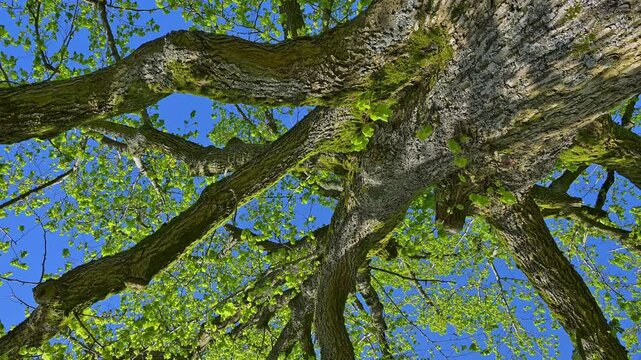 Lindenbaum, Baumkrone, Ober Mooser See, Freiensteinau, Vogelsberg, Hessen, Deutschland, Europa