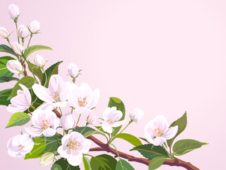 A branch of white Apple flowers and green leaves isolated on a light pink background. Horizontal wedding card. Decorative style.  
