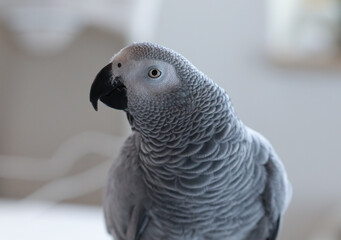 Close-up portrait of an African grey parrot on a neutral background. A smart and expressive bird with detailed feather texture and a characteristic look.