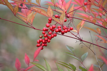 Image of the beautifully blooming namcheong trees and fruit on the Daecheongcheon trail