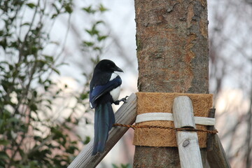 Image of a magpie searching for food on the Daecheongcheon Trail