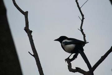 Image of a magpie searching for food on the Daecheongcheon Trail