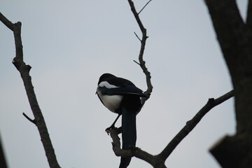 Image of a magpie searching for food on the Daecheongcheon Trail