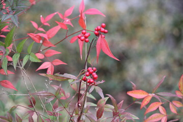 Image of the beautifully blooming namcheong trees and fruit on the Daecheongcheon trail